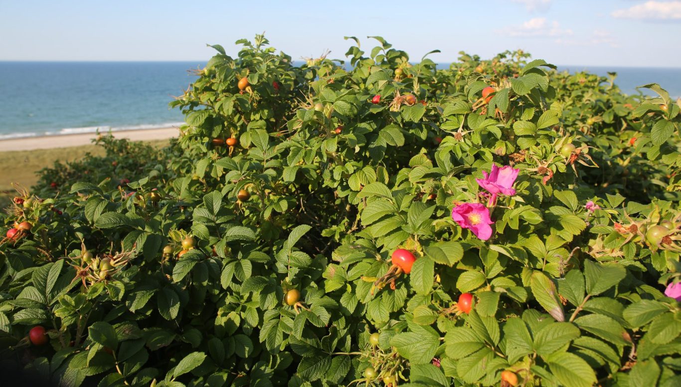 Rosa rugosa mit Blüte und Früchten an der Küste in Dänemark